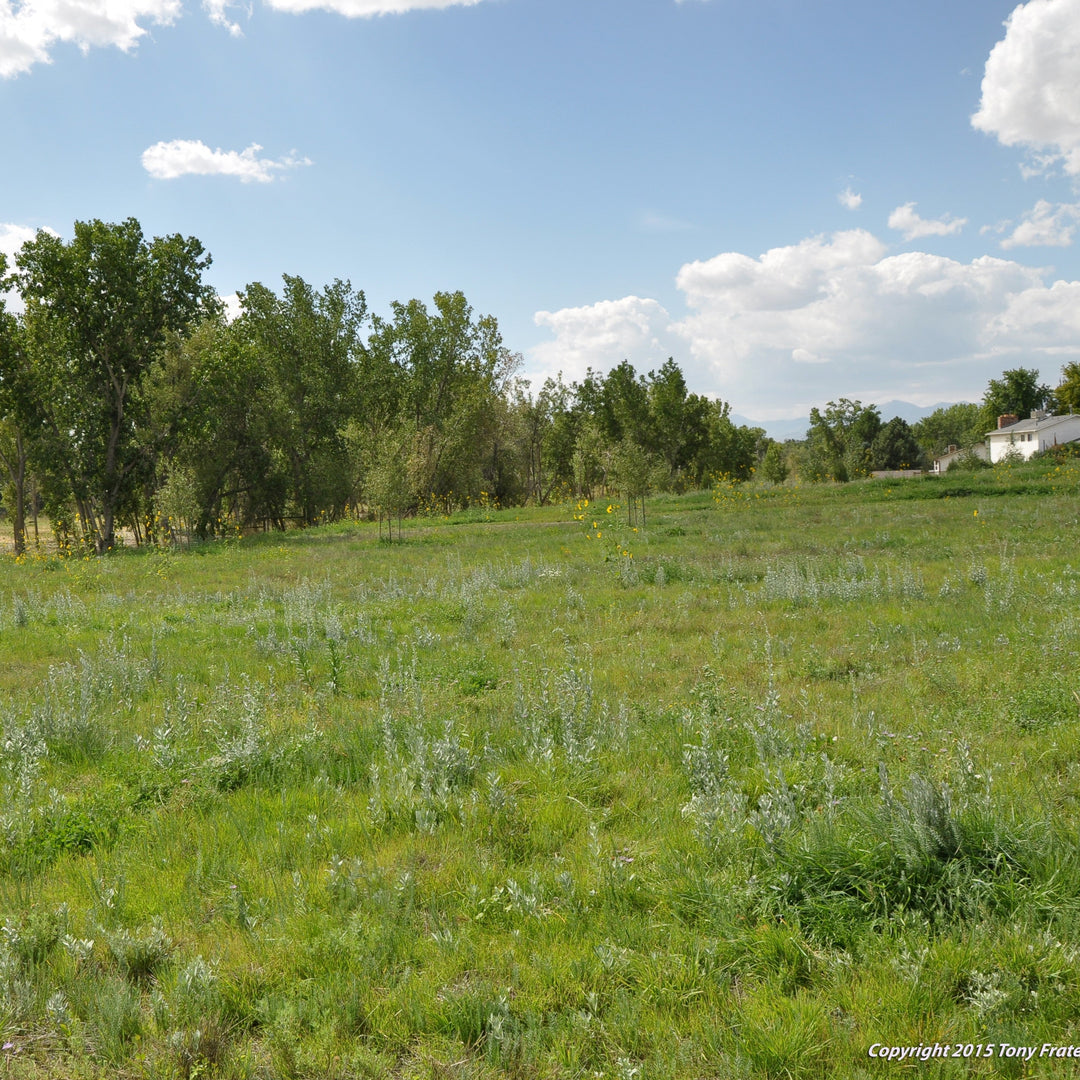 Ditch the Grass: Native Lawn Replacements for Georgia and the South