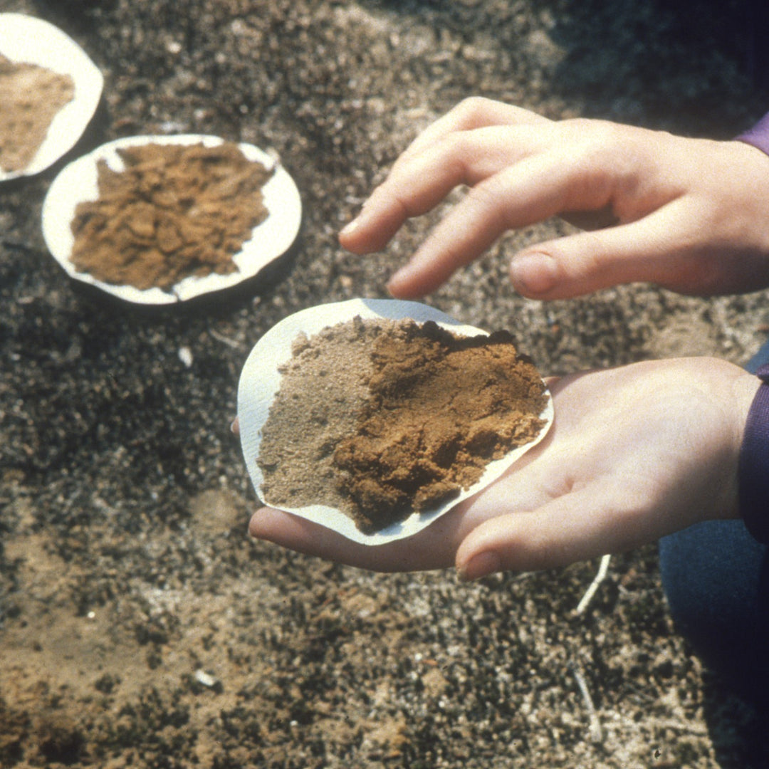 Understanding Soil for a Thriving Garden