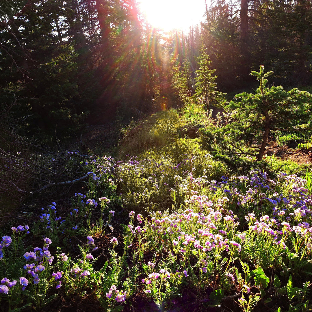 Sunlight and Shade: Cultivating Southern Gardens Across the Light Spectrum