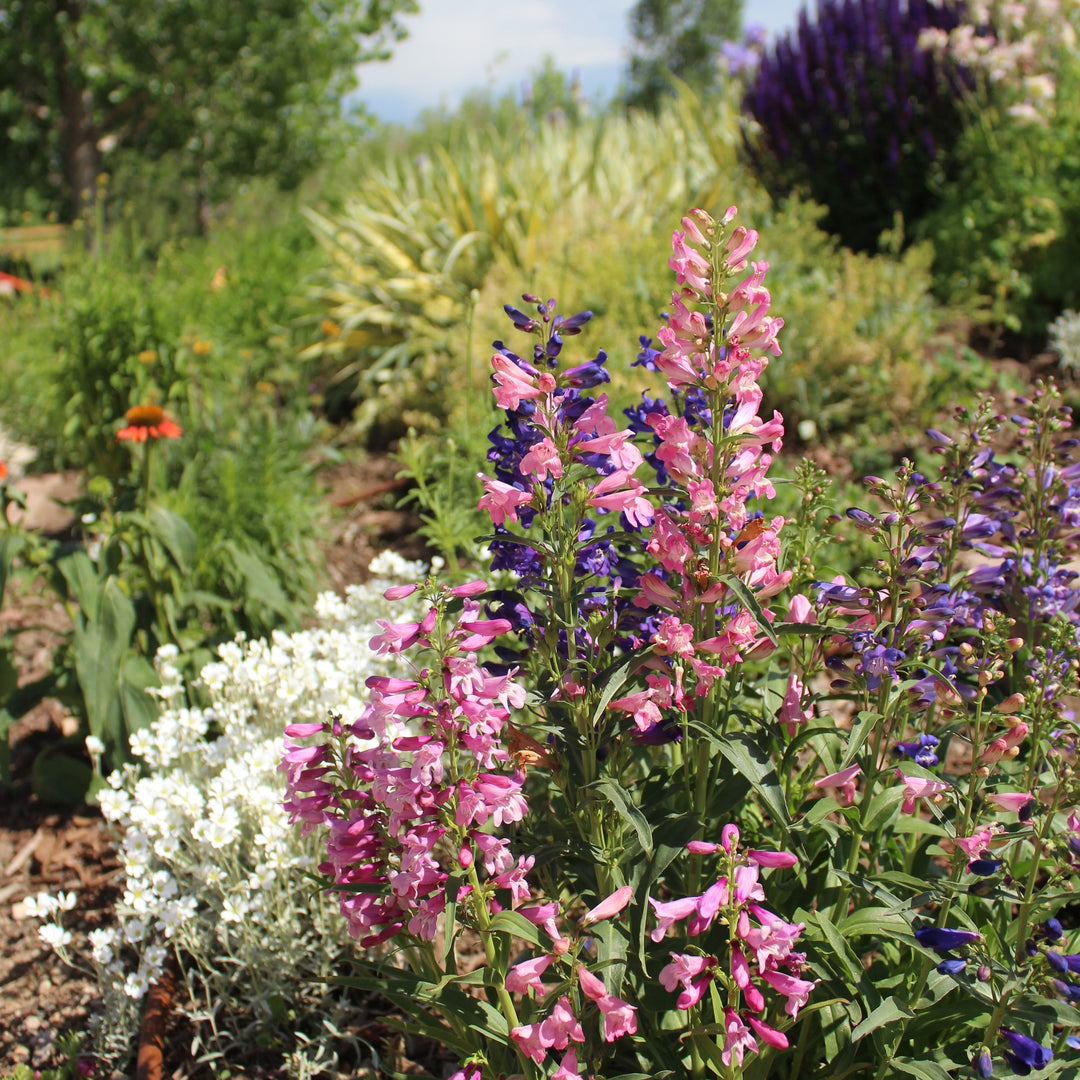 Planting a Child-Safe Sensory Garden: A Safe and Stimulating Outdoor Space