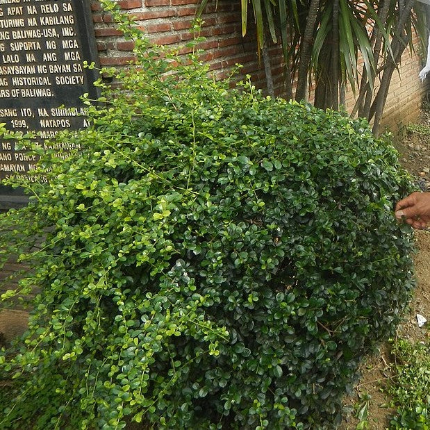 Pruning Perfection: Cultivating Health and Beauty in Your Garden