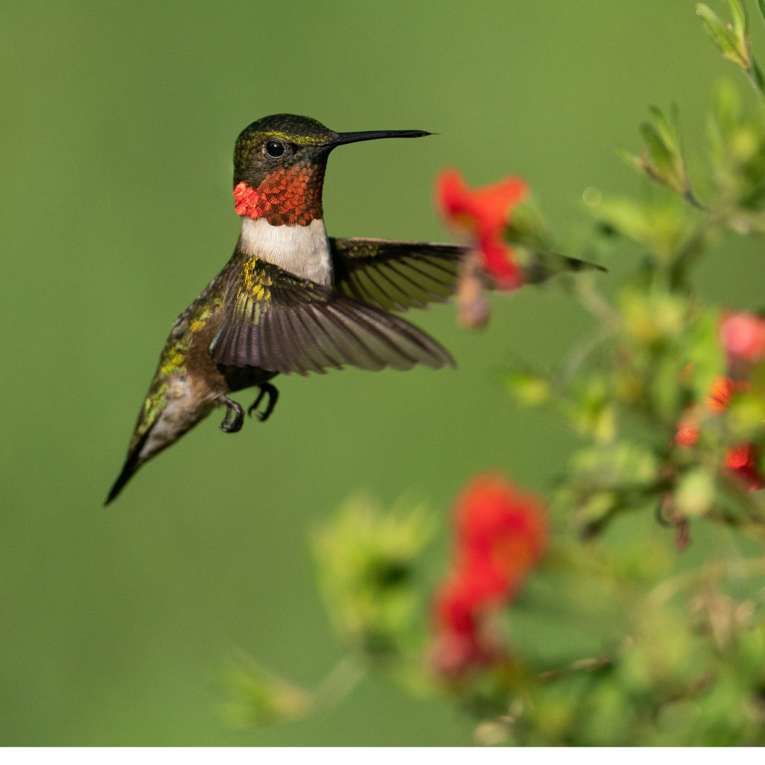 Create a Hummingbird-Friendly Landscape with Monrovia® Plants from ServeScape