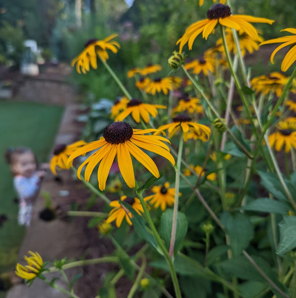 Black-eyed Susan Flowers: How to Plant, Grow, and Care for Rudbeckia  flowers