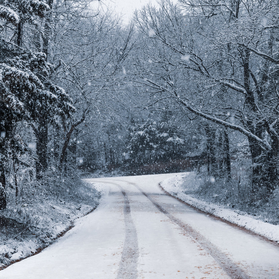 How to Protect Your Plants from the Cold