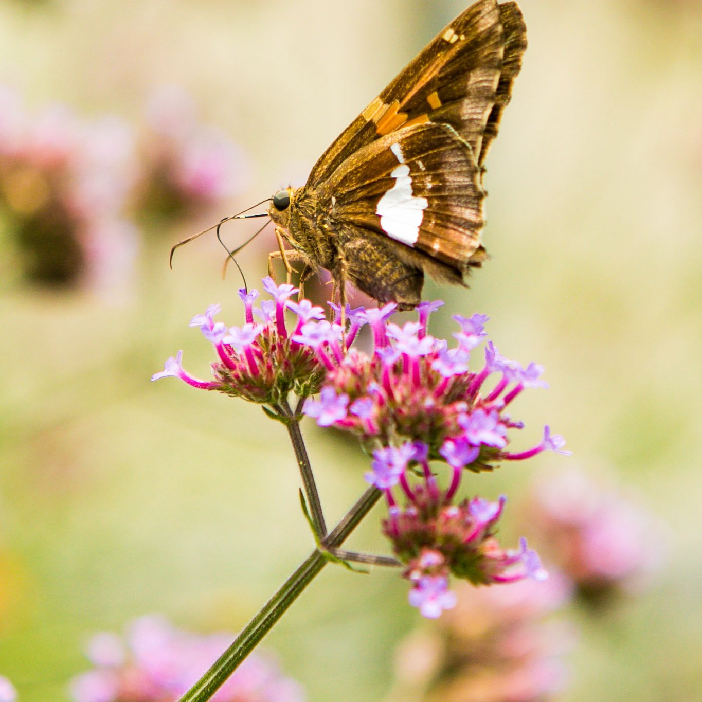 Butterfly Garden Collection