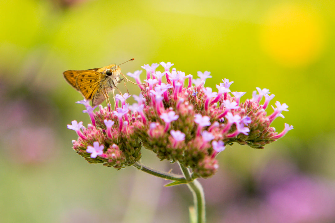 Perennials