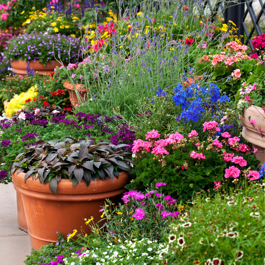 Container Pollinator Collection