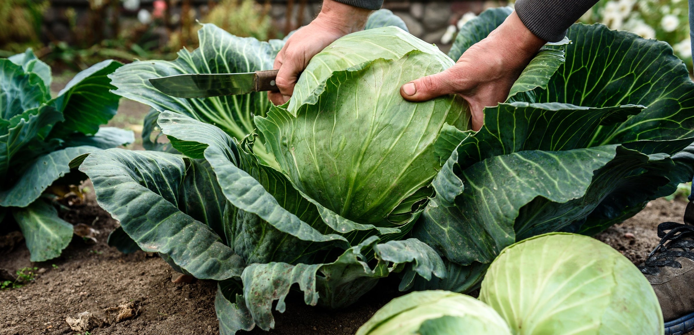 Cool Season Vegetables
