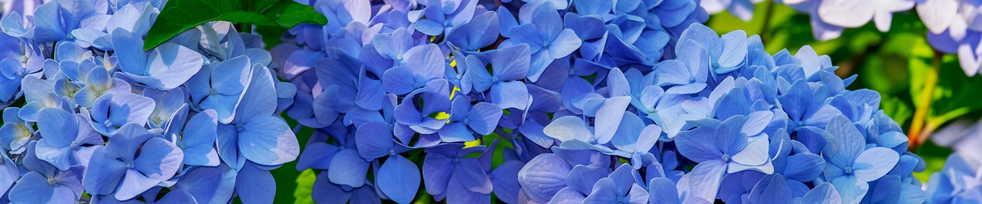 Hydrangea