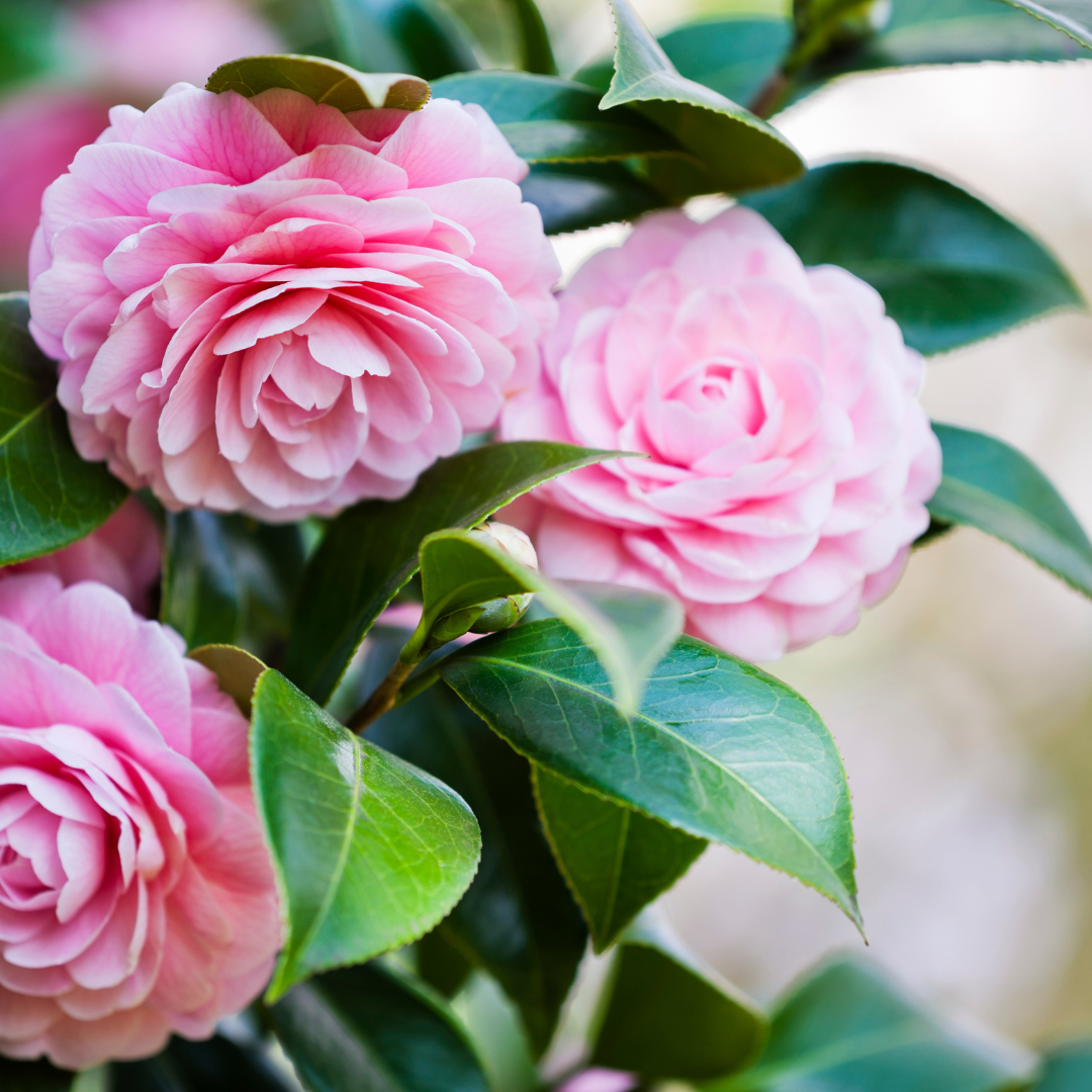 Camellia Collection