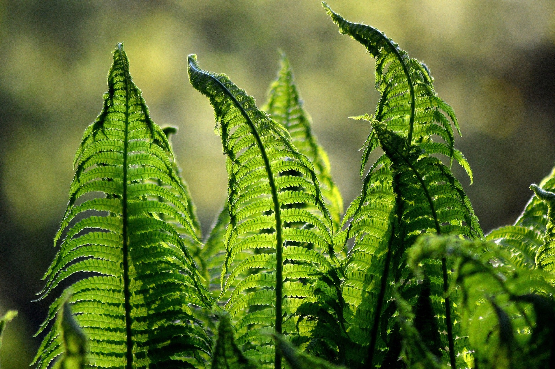 Ferns