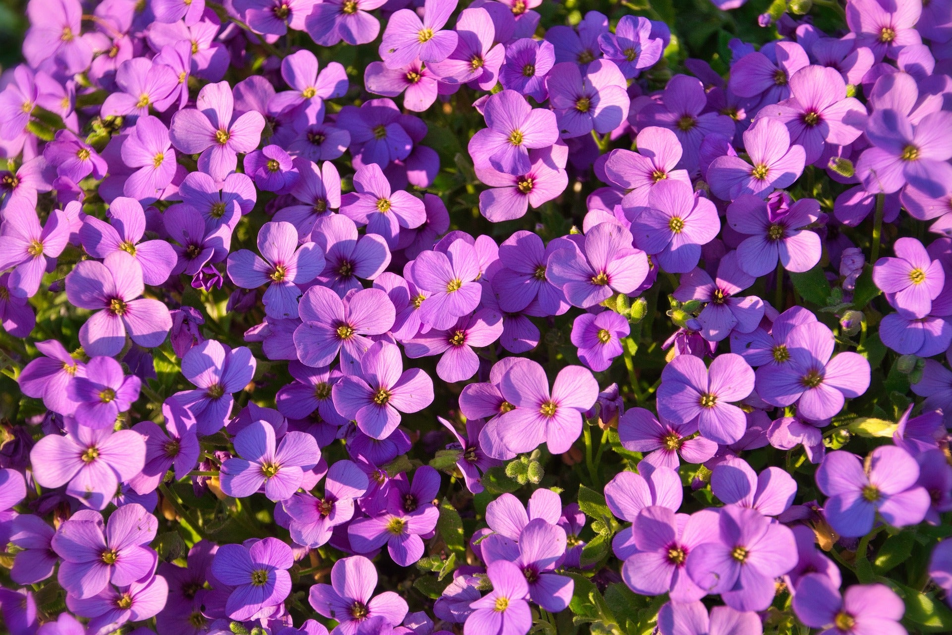 Groundcover