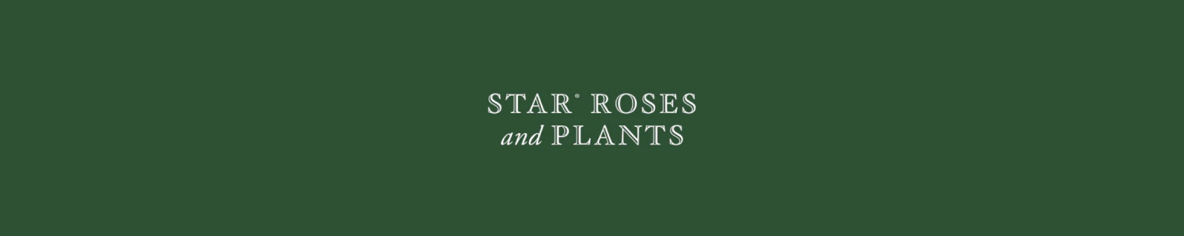 Star® Roses And Plants