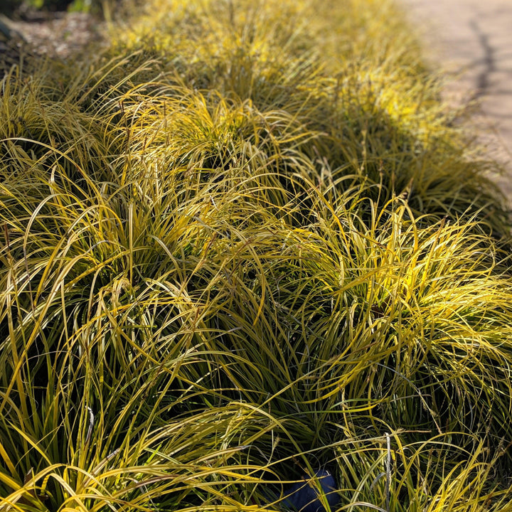 Carex oshimensis 'Everillo' PP#21,002 ~ EverColor® Everillo Sedge-ServeScape