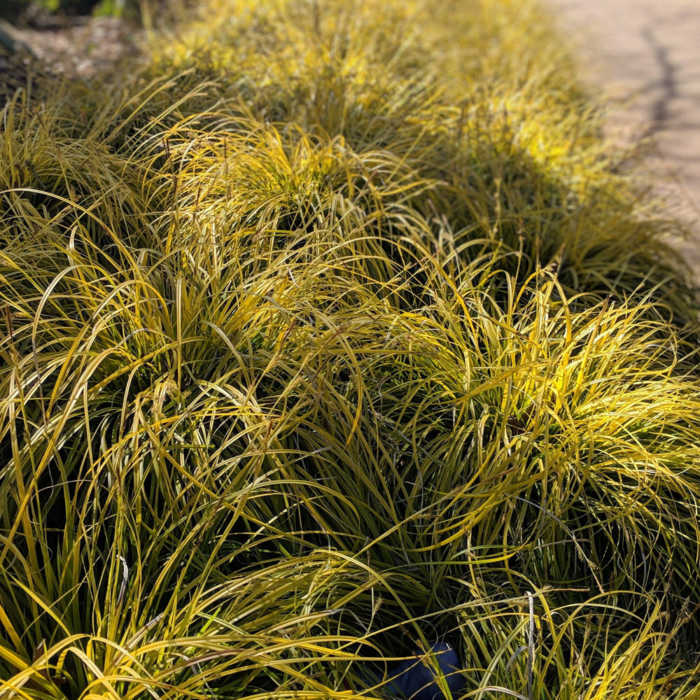 Carex oshimensis 'Everillo' PP#21,002 ~ Monrovia® EverColor® Everillo Sedge-ServeScape