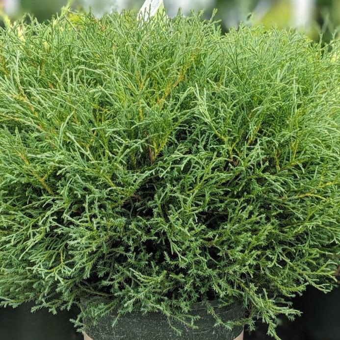 Thuja occidentalis ‘Bobozam' ~ Mr. Bowling Ball® Arborvitae-ServeScape