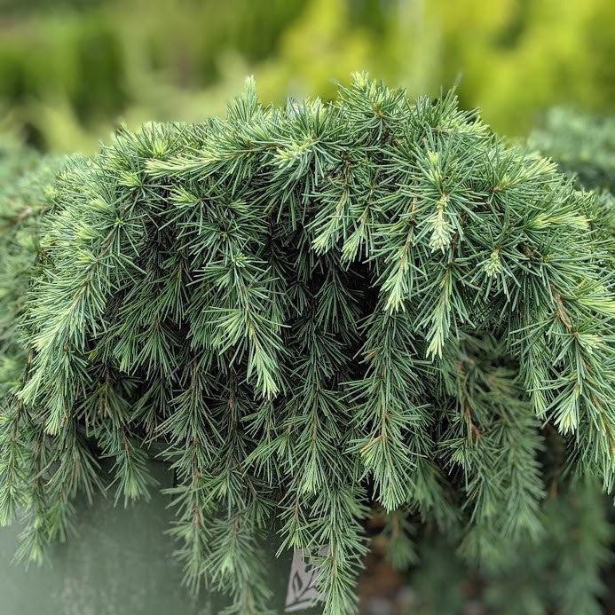 Cedrus deodara 'Feelin' Blue' ~ Feelin' Blue® Deodar Cedar-ServeScape