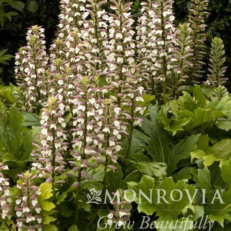 Acanthus mollis 'Oak Leaf' ~ Monrovia® Oak Leaf Acanthus-ServeScape