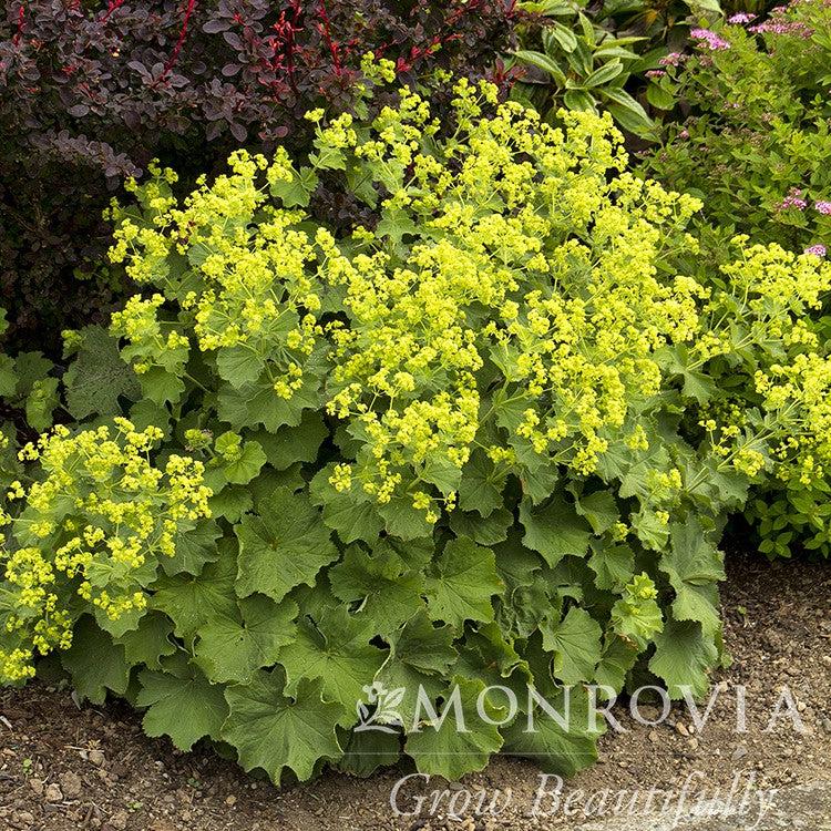 Alchemilla mollis 'Thriller' ~ Monrovia® Thriller Lady's Mantle-ServeScape