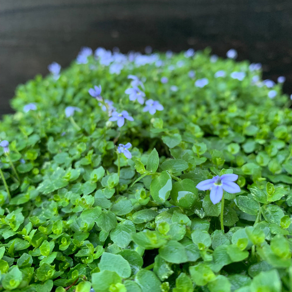 Isotoma fluviatilis ~ Blue Star Creeper-ServeScape