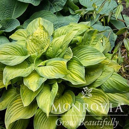 Hosta 'Guacamole' ~ Monrovia® Guacamole Hosta-ServeScape