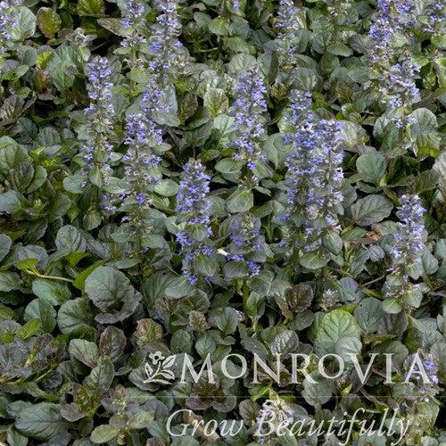 Ajuga reptans 'Catlin's Giant' ~ Monrovia® Catlin's Giant Bugleweed-ServeScape