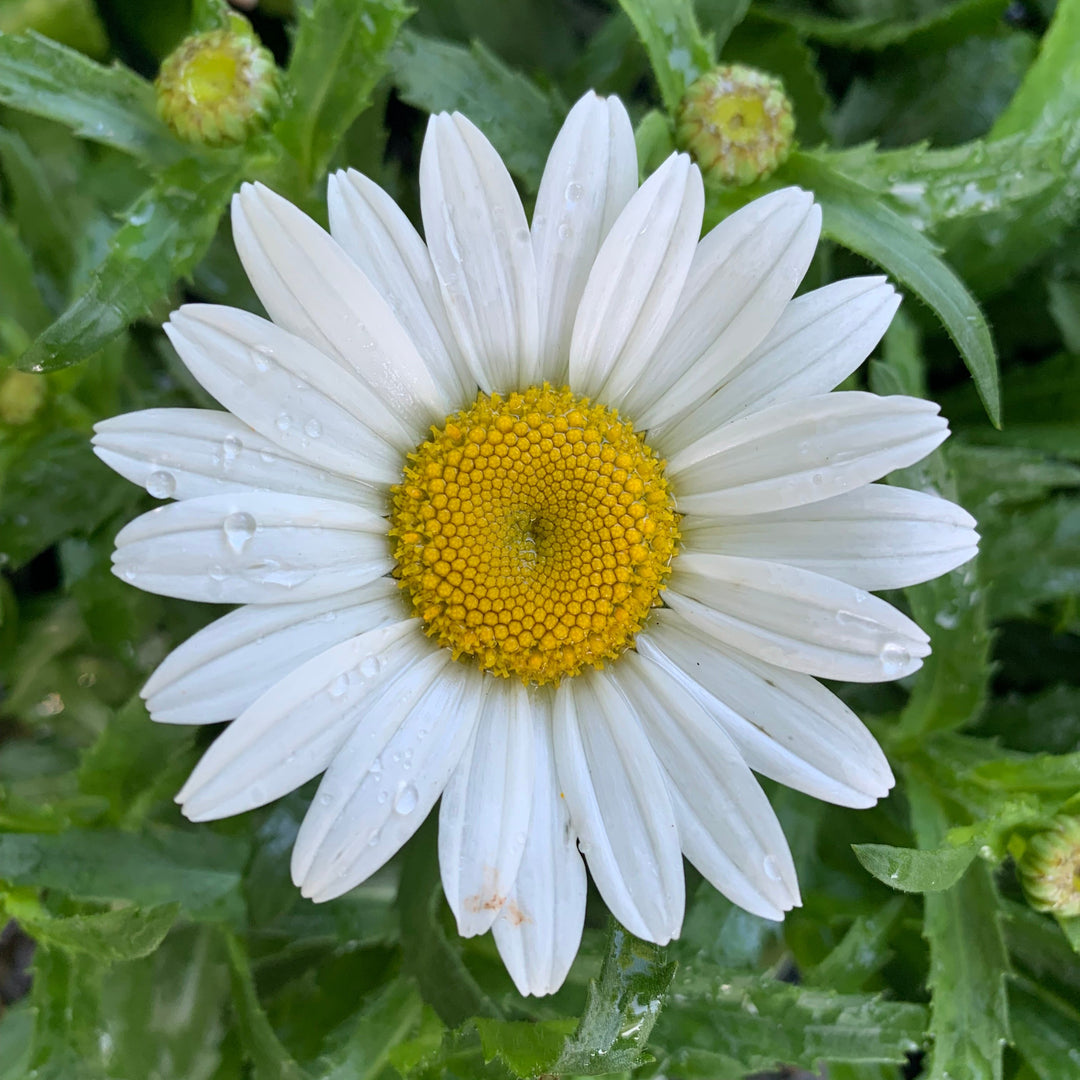Leucanthemum x superbum 'Snowcap' ~ Snowcap Shasta Daisy-ServeScape
