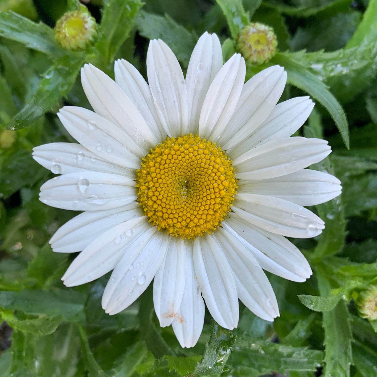 Leucanthemum x superbum 'Snowcap' ~ Snowcap Shasta Daisy-ServeScape