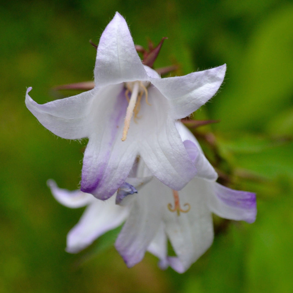 Campanula portenschlagiana ~ Monrovia® Clockwise™ Compact White Blush Bellflower-ServeScape