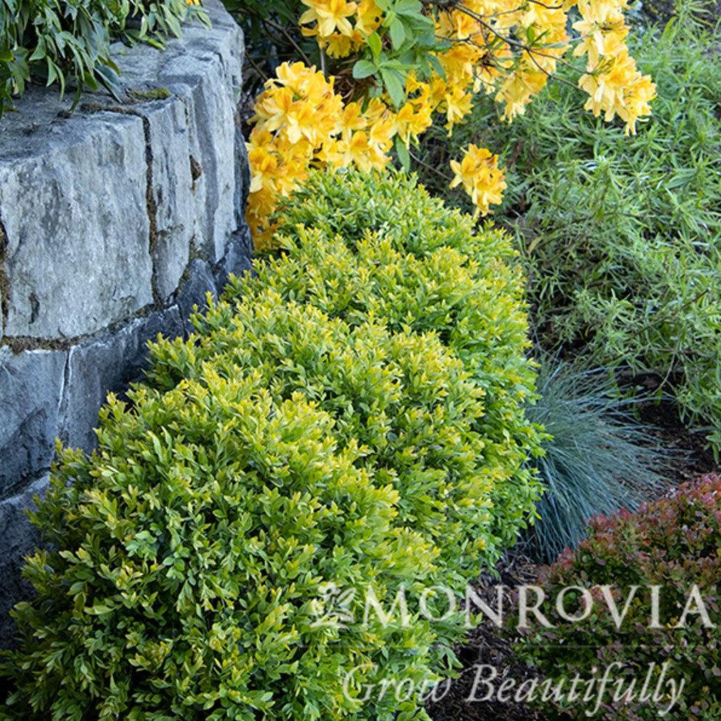 Buxus x 'Glencoe' ~ Monrovia® Chicagoland Green® Boxwood-ServeScape