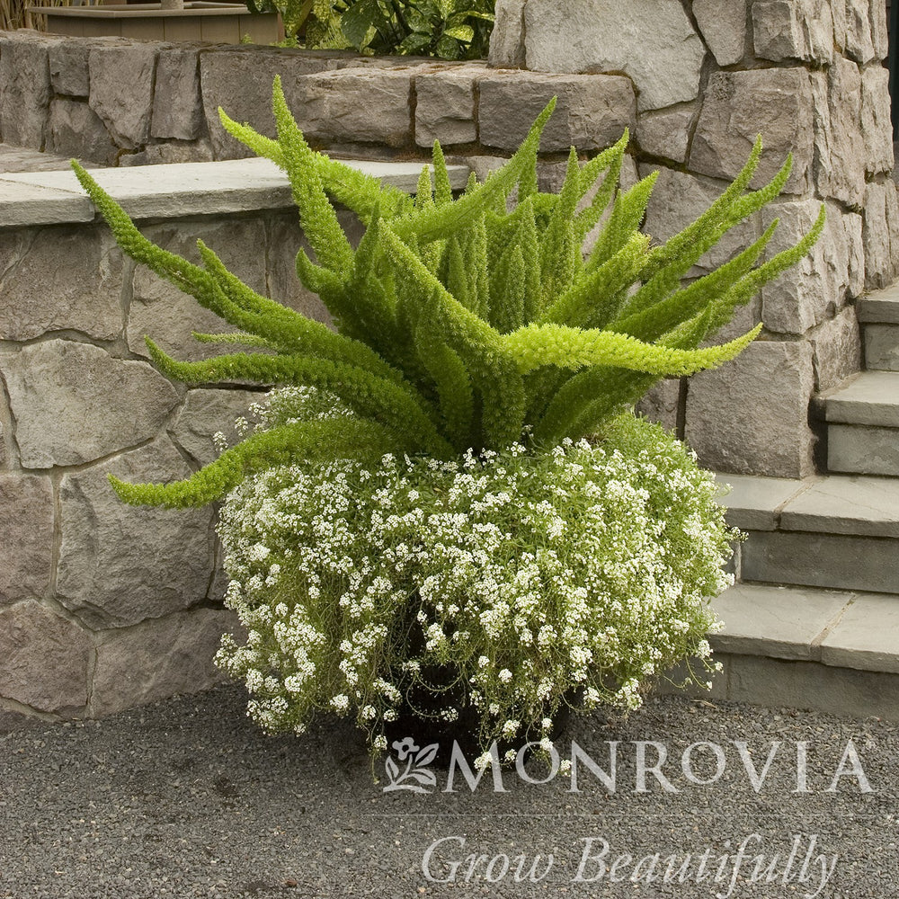Asparagus densiflorus 'Myersii' ~ Monrovia® Foxtail Asparagus Fern-ServeScape
