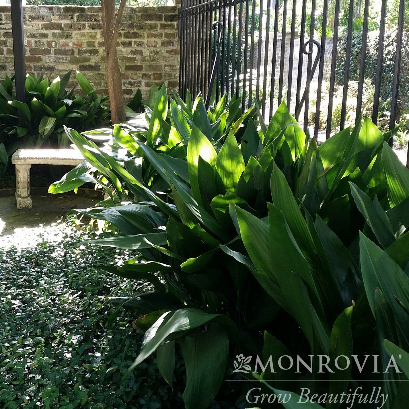 Aspidistra elatior ~ Monrovia® Cast Iron Plant-ServeScape