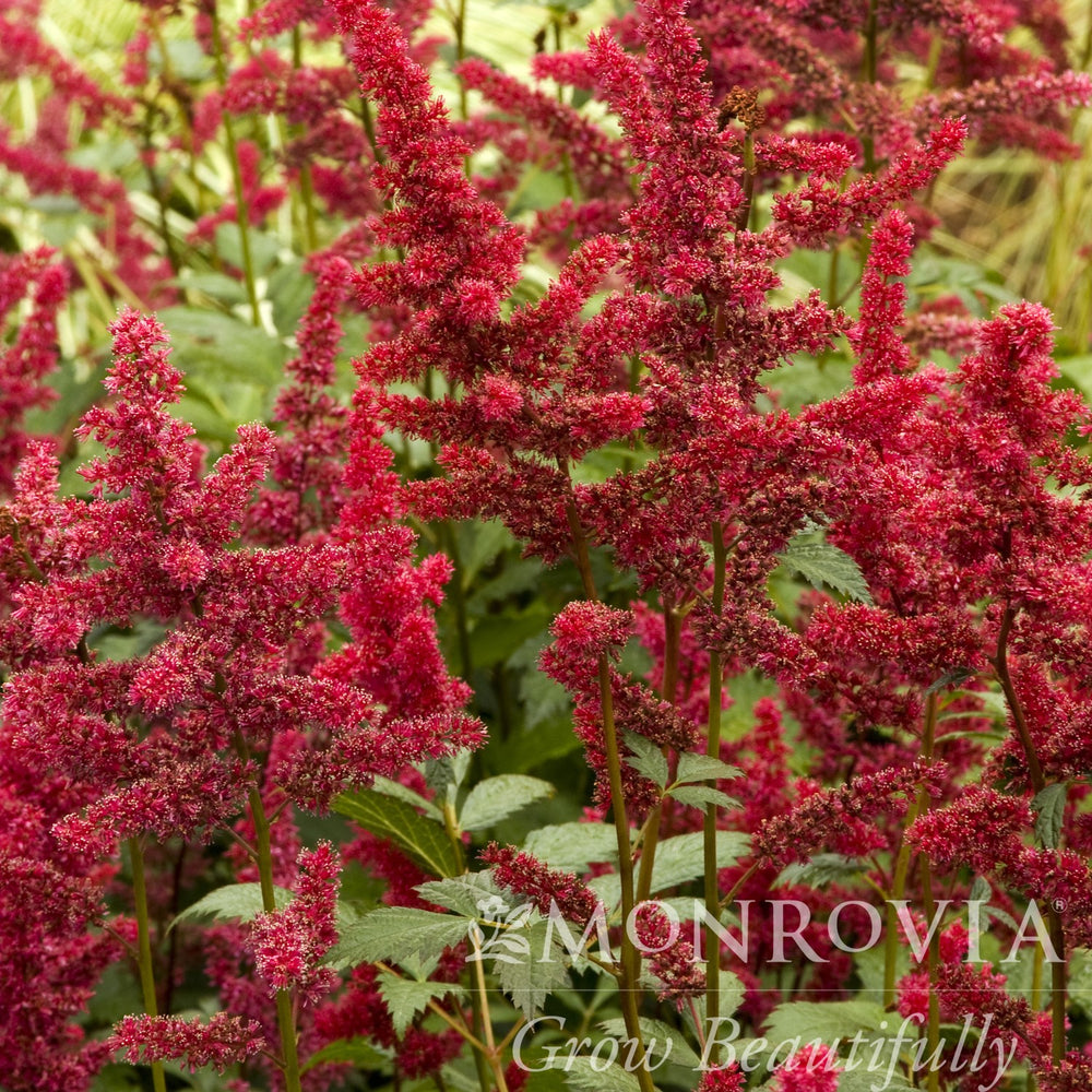 Astilbe x arendsii 'Fanal' ~ Monrovia® Fanal Astilbe-ServeScape