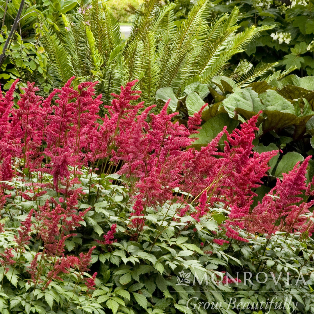Astilbe x arendsii 'Fanal' ~ Monrovia® Fanal Astilbe-ServeScape