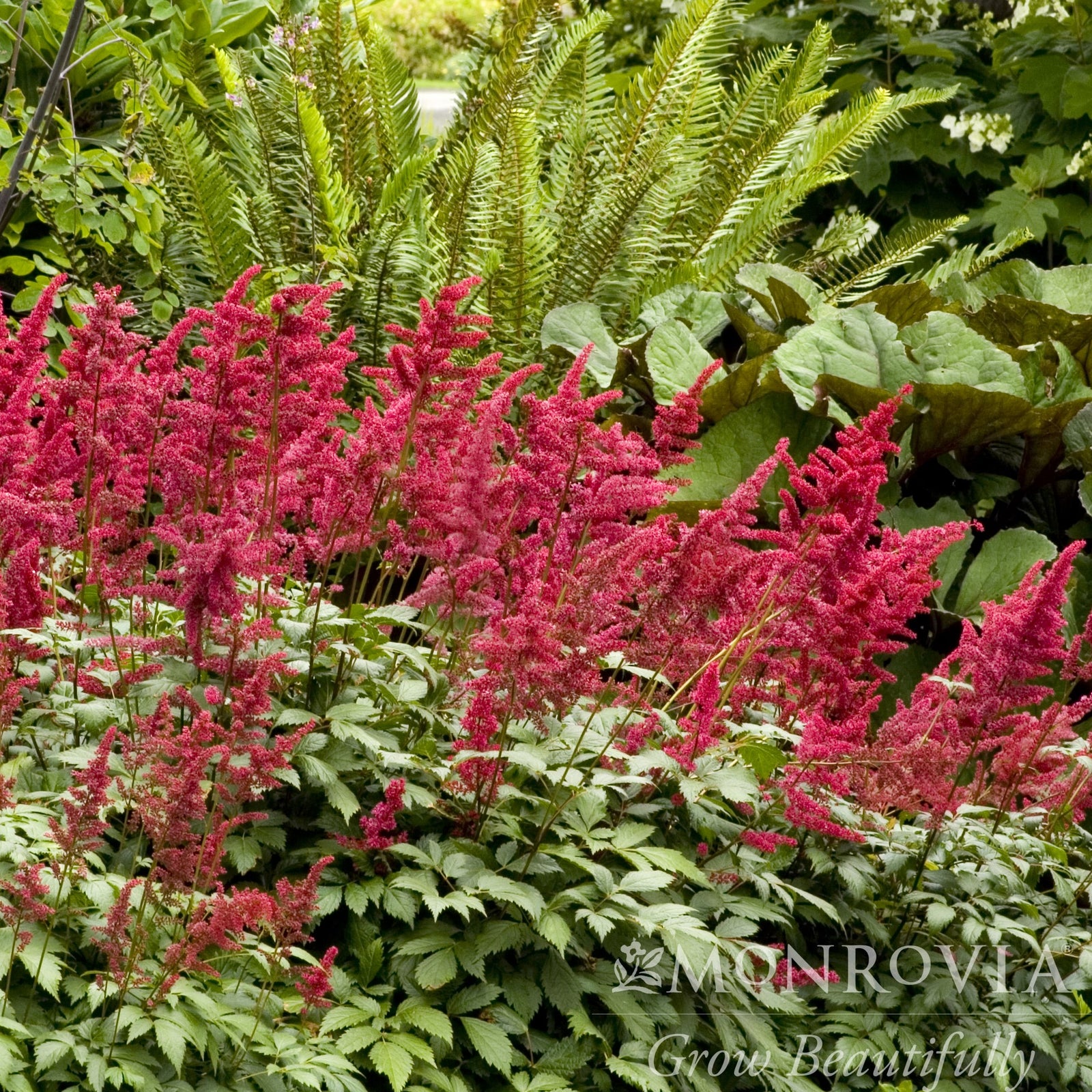 Astilbe x arendsii 'Fanal' ~ Monrovia® Fanal Astilbe-ServeScape