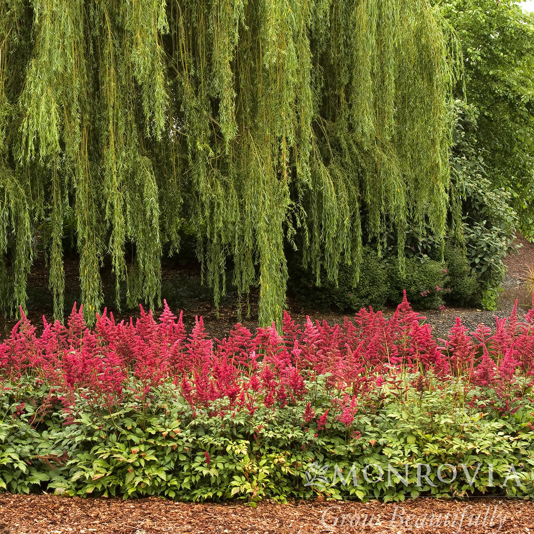 Astilbe x arendsii 'Fanal' ~ Monrovia® Fanal Astilbe-ServeScape