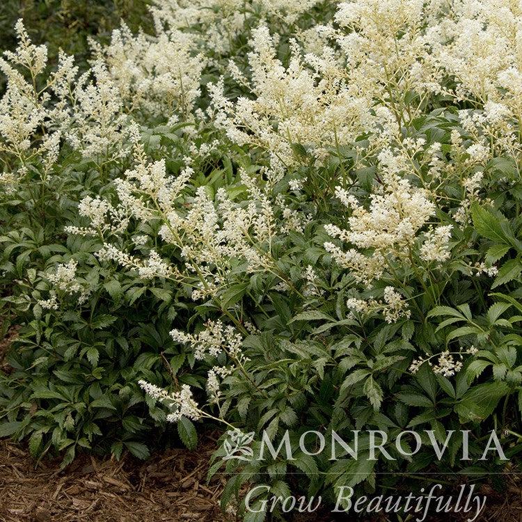 Astilbe japonica 'Deutschland' ~ Monrovia® Deutschland Japanese Astilbe-ServeScape