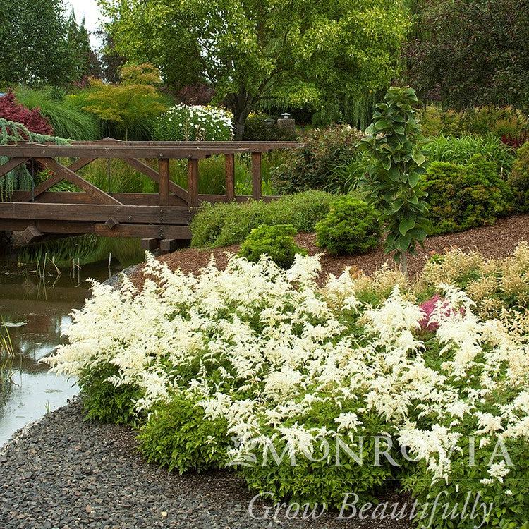 Astilbe japonica 'Deutschland' ~ Monrovia® Deutschland Japanese Astilbe-ServeScape