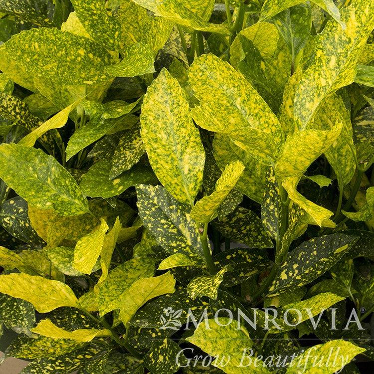Aucuba japonica 'Mr. Goldstrike' ~ Monrovia® Mr. Goldstrike Aucuba-ServeScape