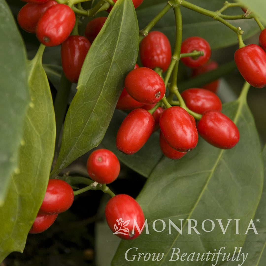 Aucuba japonica 'Serratifolia' ~ Monrovia® Sawtoothed Japanese Aucuba-ServeScape