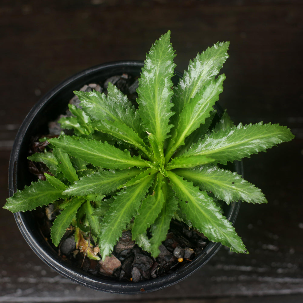 Lobelia cardinalis ~ Cardinal Flower-ServeScape