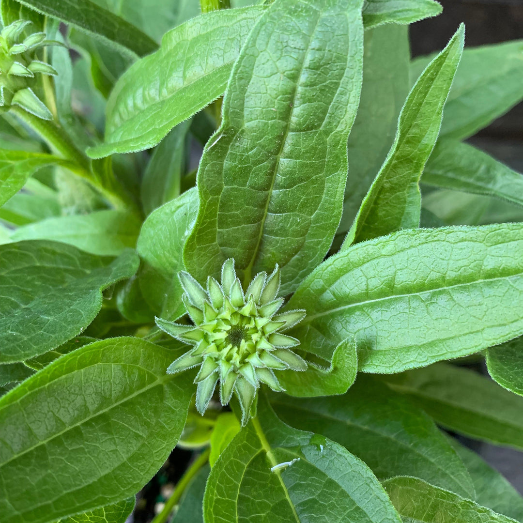 Echinacea 'PAS1308374'~ Artisan™ Soft Orange Coneflower-ServeScape