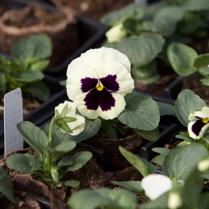 Viola x wittrockiana 'Mammoth Glamarama White' ~ Mammoth™ Glamarama White Pansy-ServeScape
