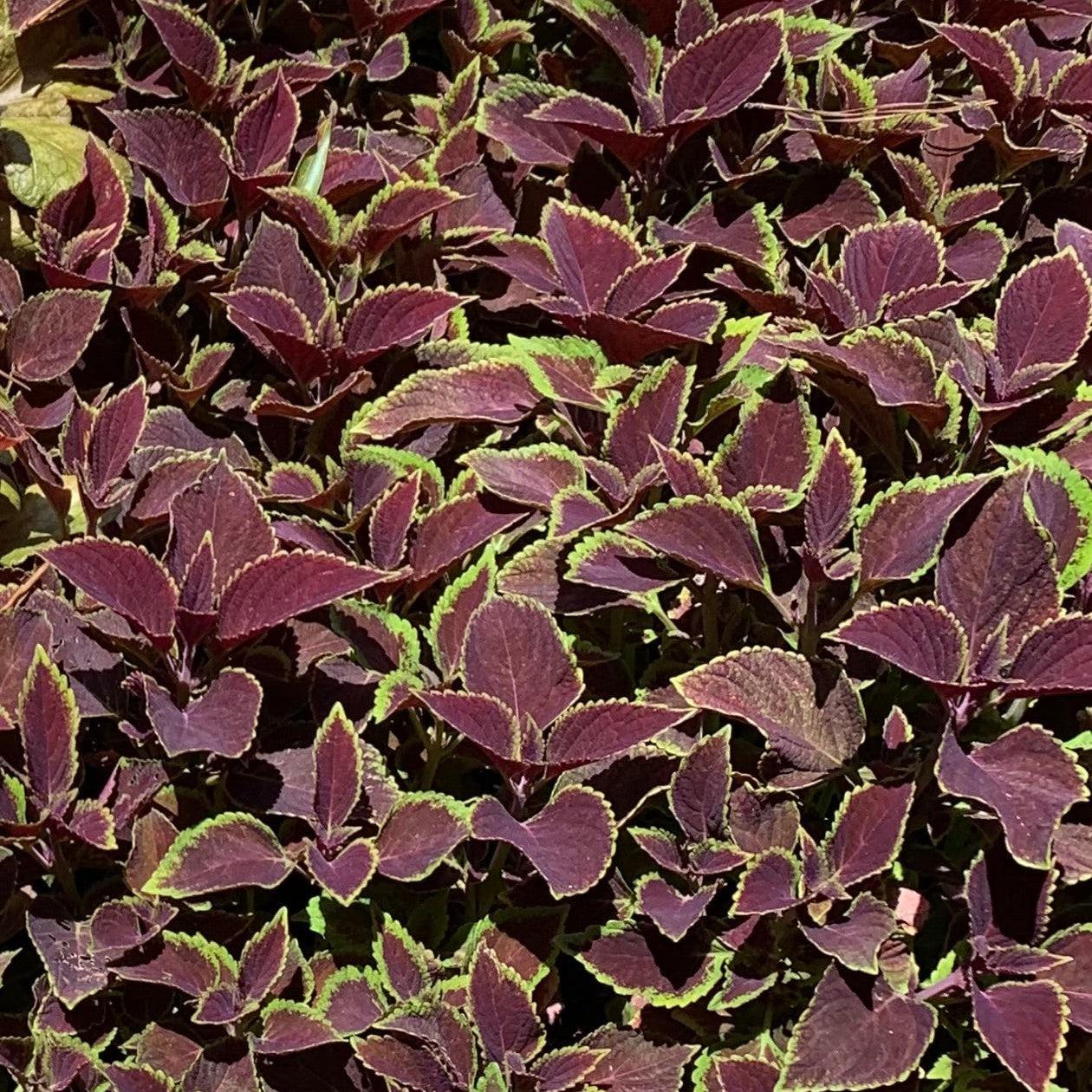 Solenostemon scutellariodes 'Balcovino' ~ Vino Coleus-ServeScape