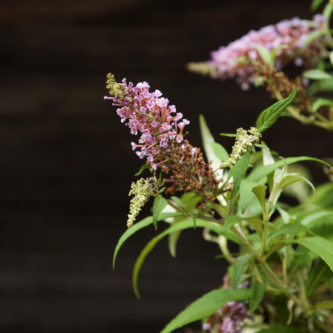Buddleia ‘Tobudviole’ ~ Buzz™ Lavender Butterfly Bush-ServeScape