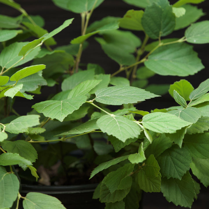 Fothergilla 'Mount Airy' ~ Mount Airy Fothergilla-ServeScape