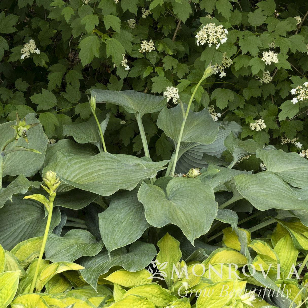 Hosta 'Blue Angel' ~ Monrovia® Blue Angel Hosta-ServeScape