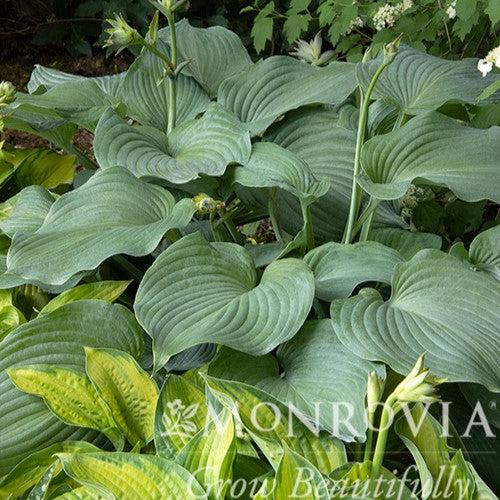 Hosta 'Blue Angel' ~ Monrovia® Blue Angel Hosta-ServeScape