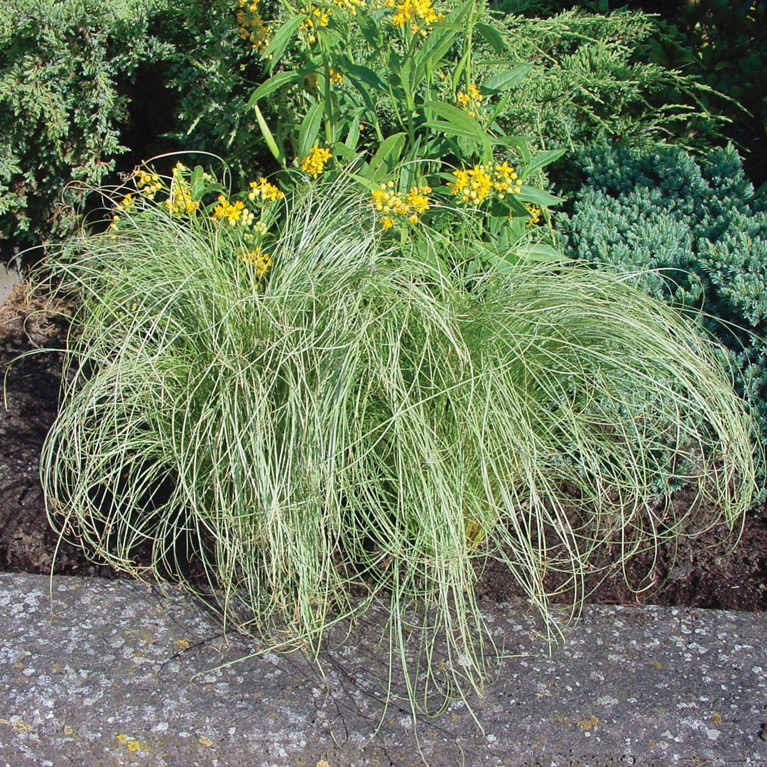 Carex comans 'Amazon Mist' ~ Monrovia® ColorGrass® Amazon Mist Sedge-ServeScape