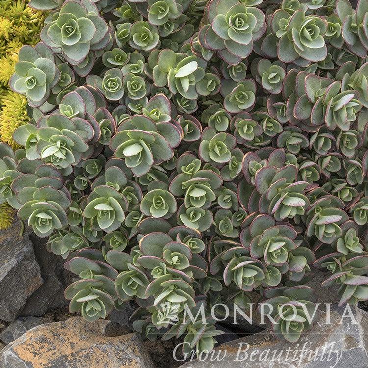 Sedum 'Lime Zinger' ~ Monrovia® SunSparkler® Lime Zinger Sedum-ServeScape